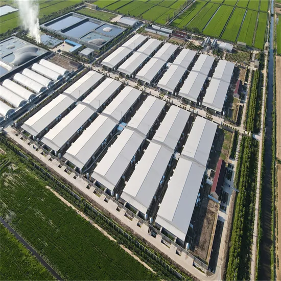 Innovative Pig Farming Poultry Efficient Farm