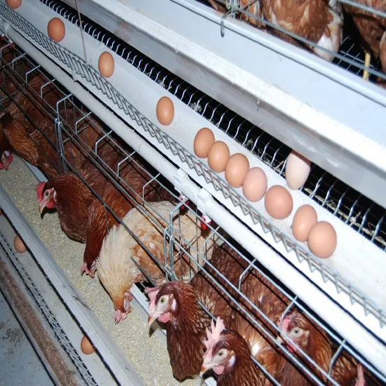Multipurpose Type a Chicken Poultry Raising Equipment
