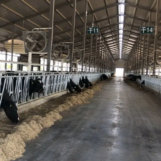 Selling Bull Headlocks for Lactating Cattle