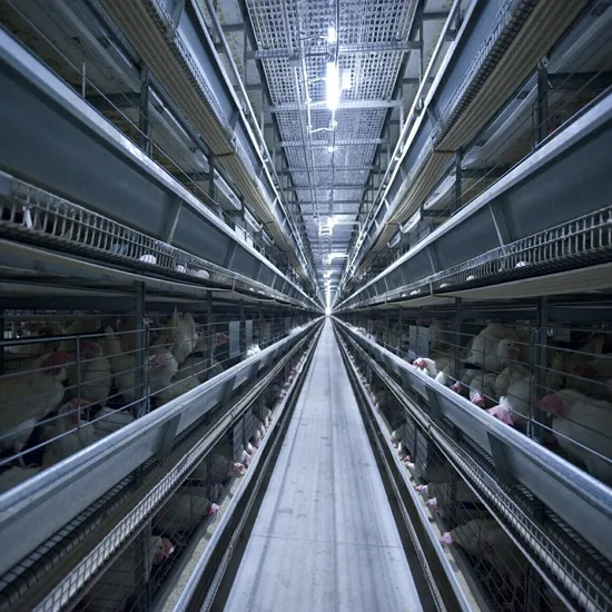 Hot Galvanized Layer Cage for 60000 Birds Layer Project