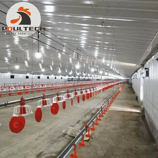 Poultry Farm Chicken Deep Litter System
