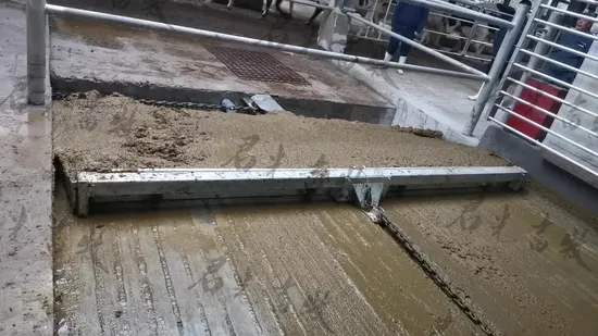 Hot DIP Galvanized Intelligent High Quality Manure Scraper for Dairy Farms