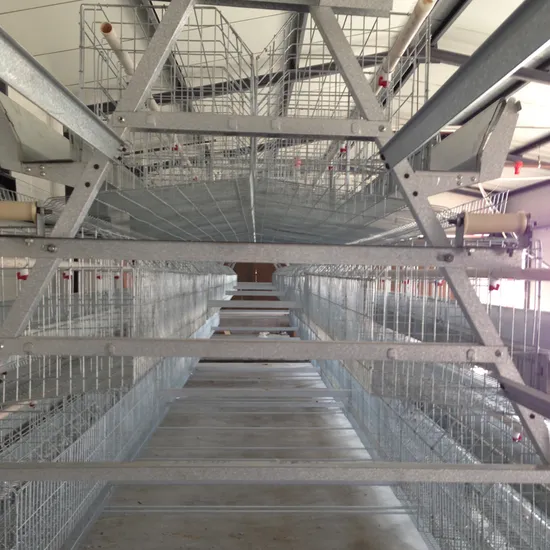 Battery Layer Hens Chicken for Poultry Farmer with Best Price