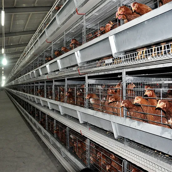 H Type Broiler Chicken Cage