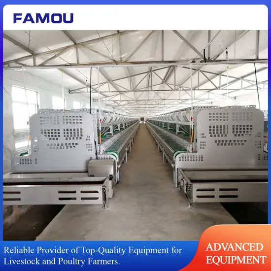 Large Commercial Rabbit Cage Featuring Slatted Floor and Automatic Feeding System