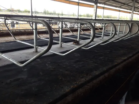 Galvanized Cow Cattle Free Stall Cow Rest Bed for Livestock and Dairy Farm