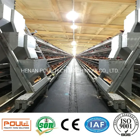Chicken Cage Poultry Raising Equipment for Large Scale Poultry Farm