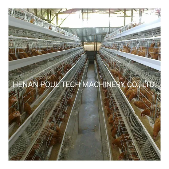 Chicken Cage a Type Poultry Farm Layer Eggs Chicken Cages