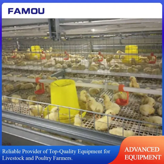 Steel Broiler Chicken Cage Breeding with Automated Pan Feeding System