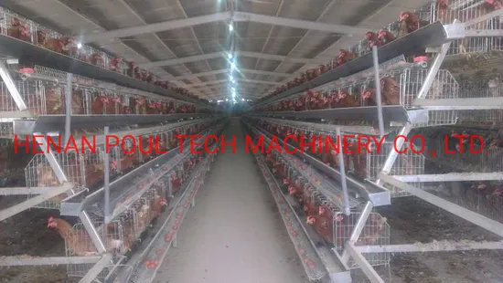 Mulit-Tiers High Capacity Layer Cage for Poultry Factory on Sale