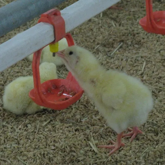 Poultry Farm Equipment Chicken Drinking Line for Broiler and Breeder Chicken Birds