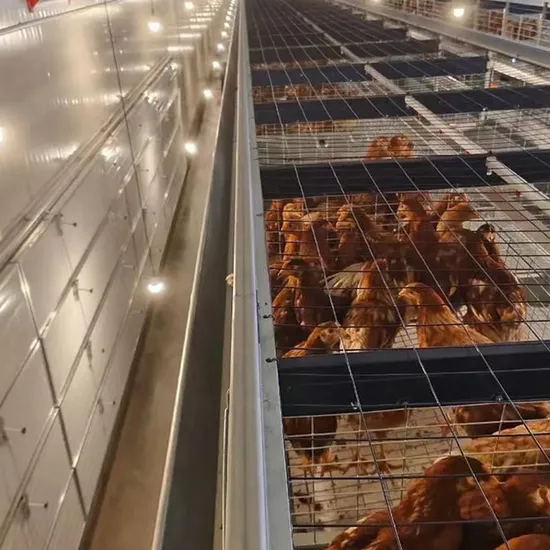 Fully Automatic and Durable H-Type Layer Chicken Cage for Custom Poultry Equipment
