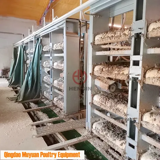 Meat Broiler Livestock Equipment/Machinery for Philippines Chicken Poultry Shed