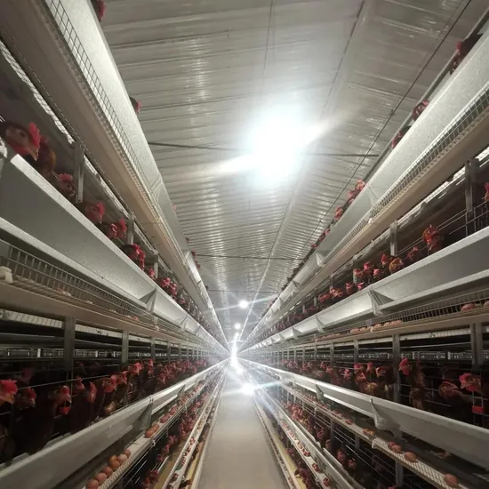 New Design Chicken Feeder Poultry Farming Animal & Poultry Husbandry Equipment Chick Battery Broiler Cage for 10000