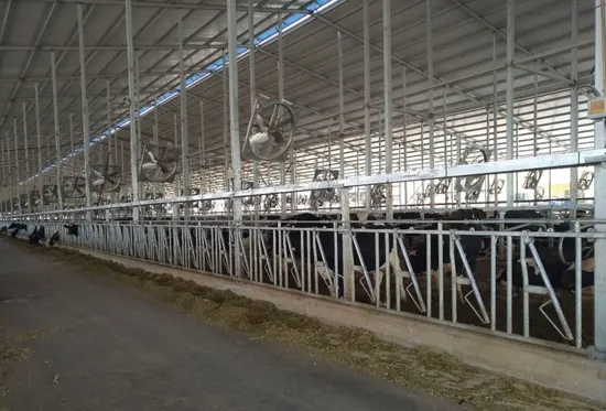 Dairy Farm Cow Headlock Galvanized Headlock Self Lock Cow Headlock