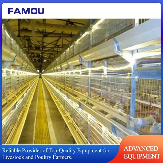 Poultry Farming Equipment Durable Steel Chicken Cage with Automated Feeding System and Custom Sizes