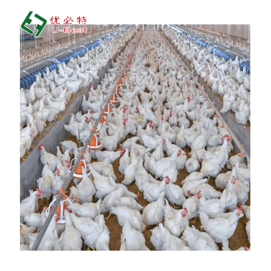 Factory Direct Sale Broiler and Layer Farming Fully Automatic Complete Poultry Equipment for Chicken Farm