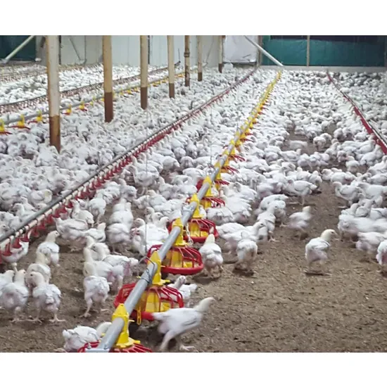 Poultry Farm Broiler Deep Litter System with Automatic Feeding Pan Line