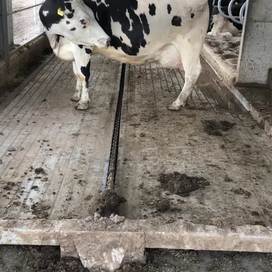 Cow Manure Scraper Manure Removal Machine for Cow Farm