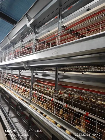Poultry Farming Cheap 4 Tier Automatic Egg Layers Chicken Cages for Sale in Russia