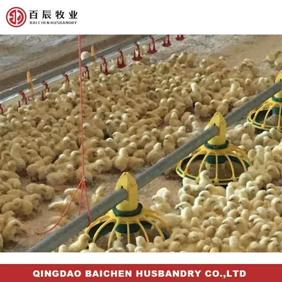 Broiler Farm Chicken Raising Equipment Poultry Feeding System