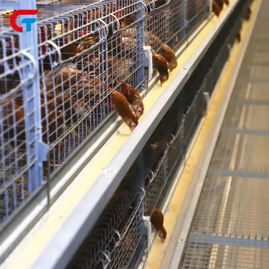 Good Quality Automatic Feeding System Machinery Chicken Cages