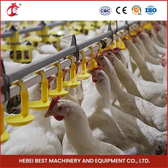 Bestchickencage Broiler Deep Litter System OEM Custom China CE, PC, Soncap, ISO Certificate Deep Litter Housing System Manufacturers