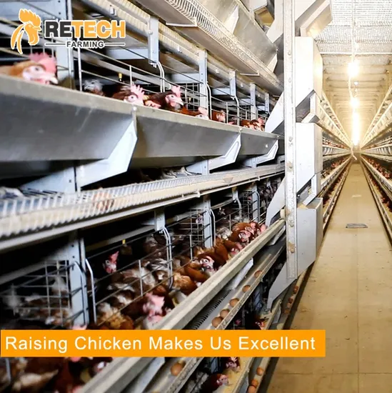 Good Sale Automatic Chicken House Poultry Farms for Layer Chicken