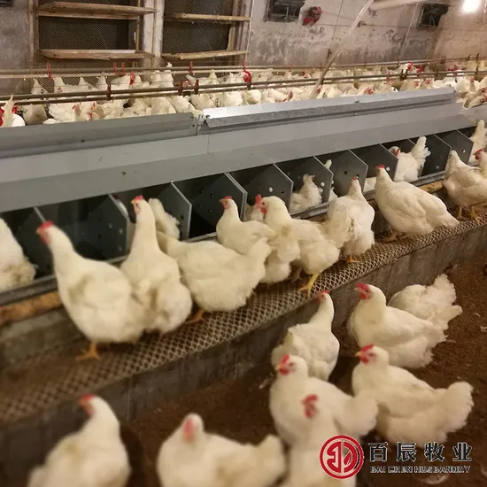 Poultry Equipment Steel Egg Nest Individual