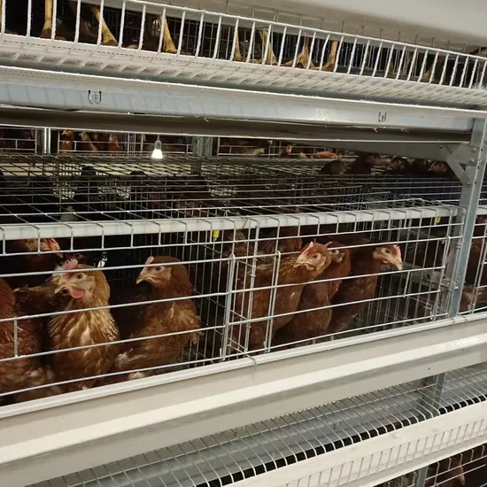 Hot DIP Galvanized Automatic Poultry Farm Equipment Egg Chicken Cages with Feeding and Drinking Systems