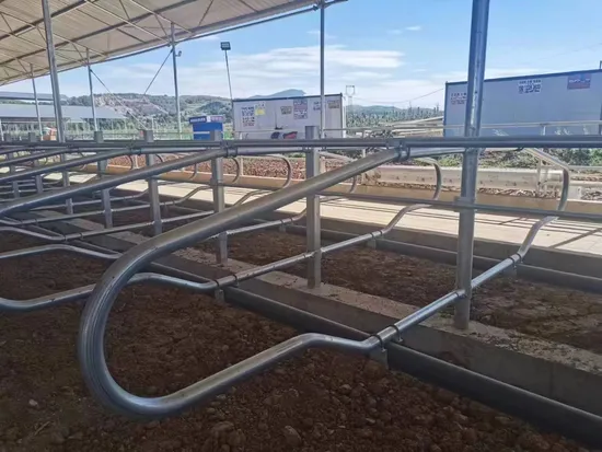 Modern Galvanized Free Stall for Beef and Dairy Farms