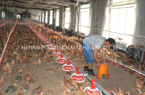 Poultry Growing System Broiler Growing Feeding and Drinking System