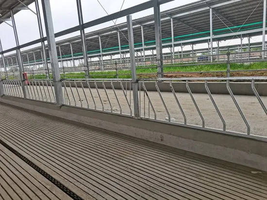 High Quality Hot DIP Galvanized Neck Clamp for Calves Aged 3-6 Months