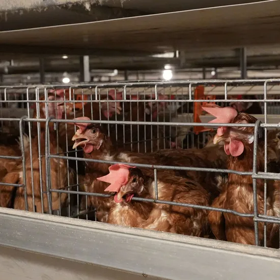 4-8 Layer H-Frame Automatic Poultry Feeding Equipment Laying Layer Chicken Cage