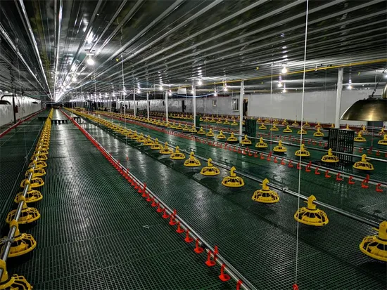 Complete Auto Poultry Farm Equipment for Broiler Chicken House