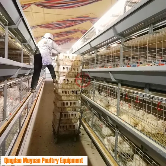 Poultry Farm Broiler Livestock Machinery for Indonesia Chicken House