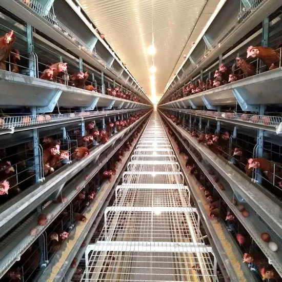 H Frame 6 Tiers Layer Chicken Cage for Poultry Farm