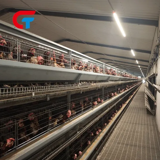China Facory Good Price H Type Automatic Farming Poultry House Laying Chicken Cage for Export