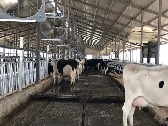 Glavanized Cleaning Tool Industry Agricultural Machinery Cow Dung Cow Manure Scraper
