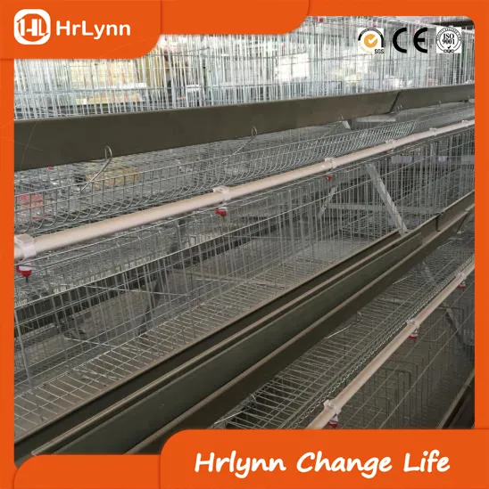 New Design of Chicken Cages for Poultry Farms