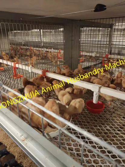 Prefab Poultry House Chicken Farm Prefab Environmental Control Poultry Farm Steel Structure Poultry Farm and Layer Hen House Chicken Broiler Shed