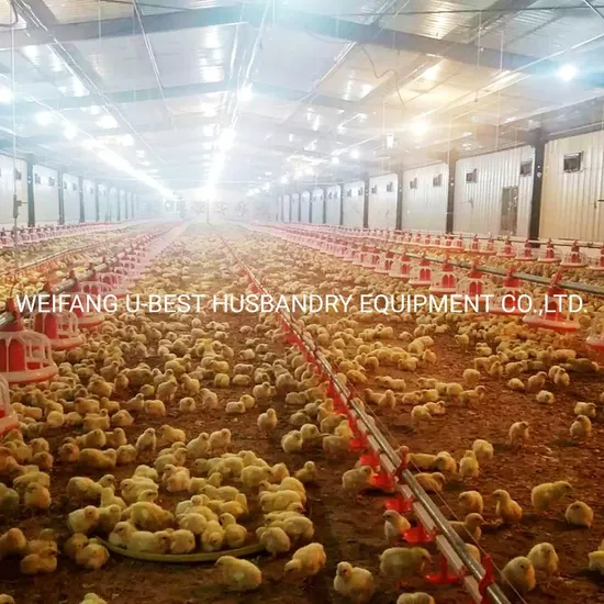 Modern Design Automatic Poultry Farm Equipment for Closed Poultry Broiler Chicken House