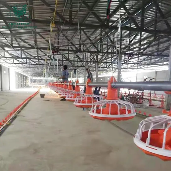Hot Sell Full Automatic Floor Raising Broiler Feeding System For Kenya Poultry Broiler Farming