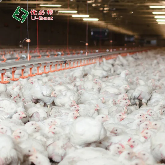 Chicken House Automatic Broiler Chicken Feeding Pan Equipment for Poultry Farm