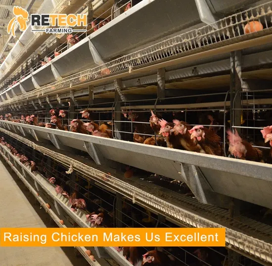 Commercial Poultry Farm H Type Layer Chicken Battery Cages in Arusha