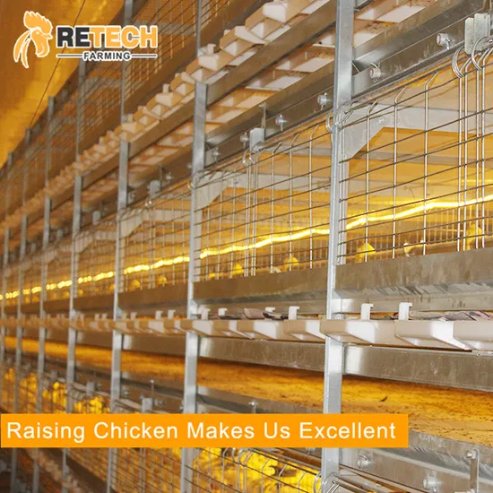 Broiler Chicken Cage Poultry Farm Equipment for chicken