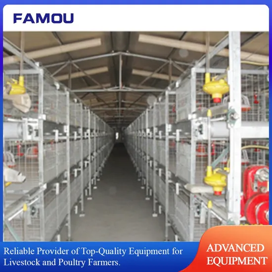 Custom Broiler Cages with Automated Pan Feeding System for Chicken Rearing