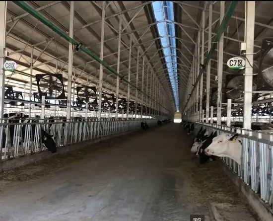 Hot DIP Galvanized Cow Head Lock for 6 Meters with 10 Cow Positions