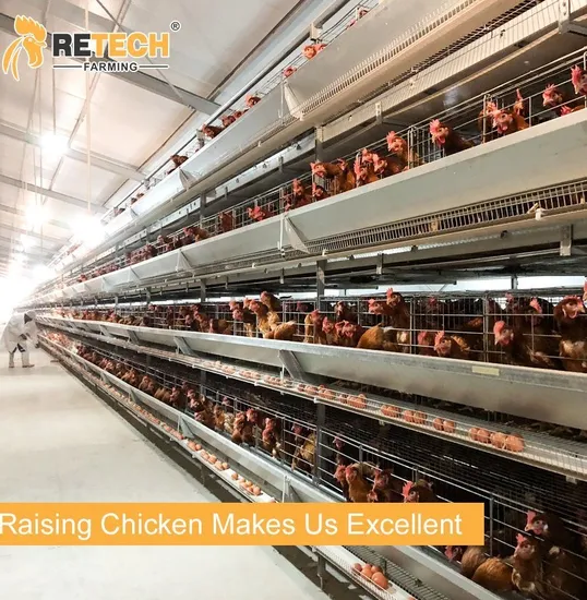Automatic H Type Layer Chicken Cages Poultry Farm Equipment in Kenya