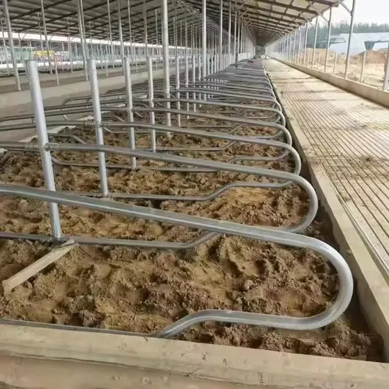 Customizable Raised Box Free Stall for Dairy Cows